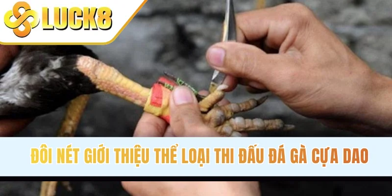 Đôi nét giới thiệu thể loại thi đấu đá gà cựa dao