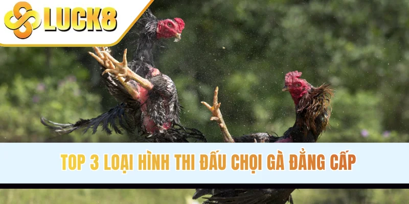 Top 3 loại hình thi đấu chọi gà đẳng cấp